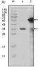 TRX1 antibody, AM06209SU-N, Origene, Western Blot image 