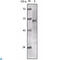 Lysine Acetyltransferase 5 antibody, LS-C812788, Lifespan Biosciences, Western Blot image 