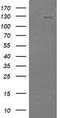 Phosphatidylinositol-4,5-Bisphosphate 3-Kinase Catalytic Subunit Gamma antibody, TA505227S, Origene, Western Blot image 