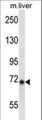 Inhibitor Of Nuclear Factor Kappa B Kinase Subunit Epsilon antibody, LS-C164423, Lifespan Biosciences, Western Blot image 