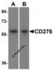 CD276 Molecule antibody, 8689, ProSci, Western Blot image 