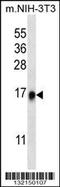 Ribosomal Protein L35 antibody, 56-761, ProSci, Western Blot image 