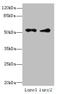 CASP8 And FADD Like Apoptosis Regulator antibody, A58542-100, Epigentek, Western Blot image 