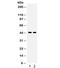 Aquaporin 4 antibody, R32145, NSJ Bioreagents, Western Blot image 