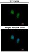 RAN, Member RAS Oncogene Family antibody, GTX114139, GeneTex, Immunocytochemistry image 