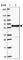 Non-POU Domain Containing Octamer Binding antibody, HPA054094, Atlas Antibodies, Western Blot image 