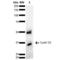 Cyclin D2 antibody, LS-C774624, Lifespan Biosciences, Western Blot image 