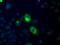 GDH antibody, TA501213, Origene, Immunofluorescence image 
