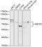 Methyl-CpG Binding Protein 2 antibody, 13-259, ProSci, Western Blot image 