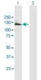 Cilia And Flagella Associated Protein 70 antibody, H00118491-B01P, Novus Biologicals, Western Blot image 