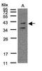 Purinergic Receptor P2Y11 antibody, PA5-28772, Invitrogen Antibodies, Western Blot image 