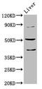 Cholinergic Receptor Nicotinic Beta 3 Subunit antibody, CSB-PA005397LA01HU, Cusabio, Western Blot image 