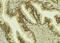 BCL6 Corepressor antibody, GTX01027, GeneTex, Immunohistochemistry paraffin image 