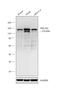 TBC1 Domain Family Member 1 antibody, PA5-20389, Invitrogen Antibodies, Western Blot image 