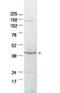 Serpin Family B Member 2 antibody, orb181592, Biorbyt, Western Blot image 