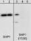 Protein Tyrosine Phosphatase Non-Receptor Type 6 antibody, SP1571, ECM Biosciences, Western Blot image 