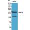 Inositol Polyphosphate Phosphatase Like 1 antibody, LS-C386983, Lifespan Biosciences, Western Blot image 