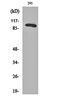 RAB3 GTPase Activating Protein Catalytic Subunit 1 antibody, orb162524, Biorbyt, Western Blot image 