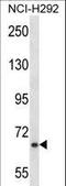 MYB Proto-Oncogene, Transcription Factor antibody, LS-C164694, Lifespan Biosciences, Western Blot image 