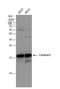 Centrin 1 antibody, NBP2-14909, Novus Biologicals, Western Blot image 