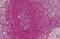 Tropomyosin 1 antibody, MBS244642, MyBioSource, Immunohistochemistry frozen image 