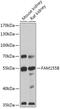 Family With Sequence Similarity 155 Member B antibody, 18-044, ProSci, Western Blot image 