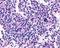 Cholinergic Receptor Muscarinic 5 antibody, NLS1338, Novus Biologicals, Immunohistochemistry frozen image 