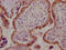 Activin A Receptor Type 2B antibody, CSB-RA260702A0HU, Cusabio, Immunohistochemistry frozen image 