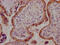 Activin receptor type-2B antibody, CSB-RA260702A0HU, Cusabio, Immunohistochemistry frozen image 