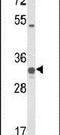 Coenzyme Q5, Methyltransferase antibody, PA5-26327, Invitrogen Antibodies, Western Blot image 