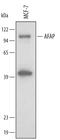 Actin Filament Associated Protein 1 antibody, AF4558, R&D Systems, Western Blot image 