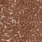 Transcription Factor 25 antibody, NBP1-92210, Novus Biologicals, Immunohistochemistry frozen image 