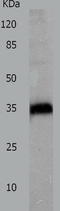 Cathepsin Z antibody, TA321334, Origene, Western Blot image 
