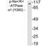 ATPase Na+/K+ Transporting Subunit Alpha 1 antibody, LS-C286252, Lifespan Biosciences, Western Blot image 