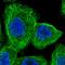 Transmembrane Protein 116 antibody, HPA040720, Atlas Antibodies, Immunofluorescence image 