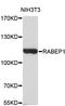 Rab GTPase-binding effector protein 1 antibody, STJ25271, St John