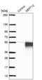 Septin 12 antibody, NBP1-91640, Novus Biologicals, Western Blot image 