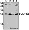 Cell Division Cycle 34 antibody, A03038, Boster Biological Technology, Western Blot image 