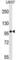 ArfGAP With GTPase Domain, Ankyrin Repeat And PH Domain 3 antibody, abx029473, Abbexa, Western Blot image 