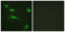 p53 antibody, LS-B7579, Lifespan Biosciences, Immunofluorescence image 