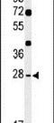 Hes Family BHLH Transcription Factor 7 antibody, PA5-26717, Invitrogen Antibodies, Western Blot image 