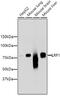 LDL Receptor Related Protein 1 antibody, 13-871, ProSci, Western Blot image 