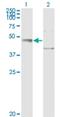 ER Degradation Enhancing Alpha-Mannosidase Like Protein 2 antibody, H00055741-M01, Novus Biologicals, Western Blot image 