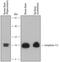 Complexin 1 antibody, AF7787, R&D Systems, Western Blot image 