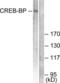 CREB Binding Protein antibody, LS-B5027, Lifespan Biosciences, Western Blot image 