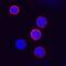 Interferon Gamma Receptor 1 antibody, PA5-47866, Invitrogen Antibodies, Immunocytochemistry image 