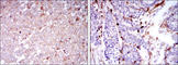 Prominin 1 antibody, abx012050, Abbexa, Western Blot image 