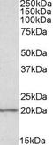 Eukaryotic Translation Initiation Factor 5A antibody, PA5-19191, Invitrogen Antibodies, Western Blot image 