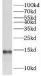 Transmembrane Protein 50B antibody, FNab08784, FineTest, Western Blot image 