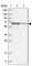 Signal Transducing Adaptor Molecule 2 antibody, HPA035528, Atlas Antibodies, Western Blot image 